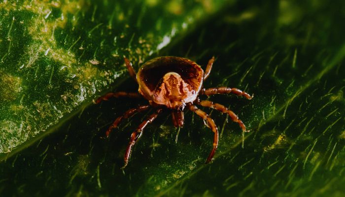 Carrapato-estrela ou carrapato-cavalo (Amblyomma cajennense), aracnídeo que transmite a febre maculosa. 
             -       
        Gabriel Cabral - 14.jun.23 /Laboratório Especial de Coleções Zoológicas do Instituto Butantã