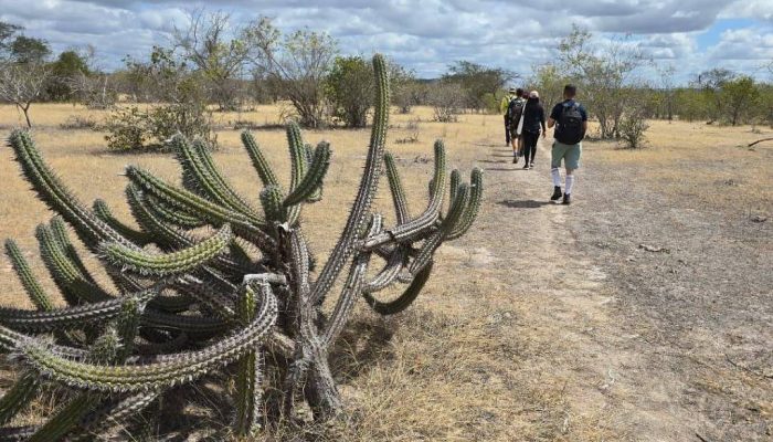 Trilheiros percorrem trecho do Caminho dos Cânions do Rio São Francisco, na Bahia
             -       
        Divulgação/Rede Brasileira de Trilhas de Longo Curso