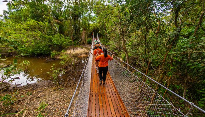 Pontes instaladas sobre manguezais na trilha do Ararapira, no Parque Nacional do Superagui, litoral norte do Paraná. 
             -       
        Priscila Forone/Divulgação