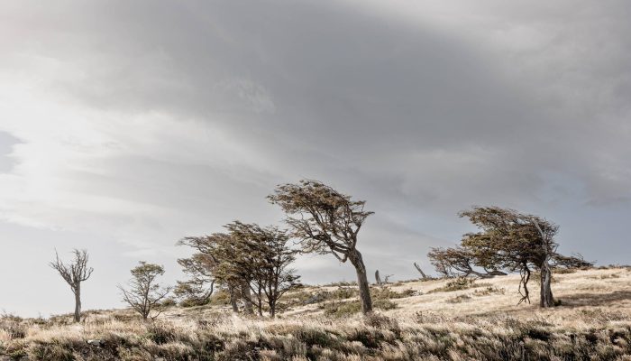 Paisagem em Punta Arenas, onde os fortes ventos moldam a paisagem
             -       
        Marcio Pimenta/Divulgação NatGeo Explorer